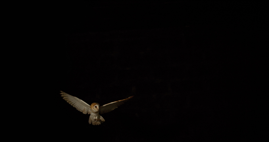 Barn Owl, tyto alba, Adult in flight, Normandy in France, Slow Motion 4K Royalty-Free Stock Footage #1041205888