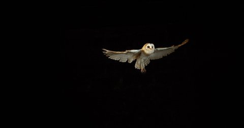 Barn Owl, tyto alba, Adult in flight, Normandy in France, Slow Motion 4K