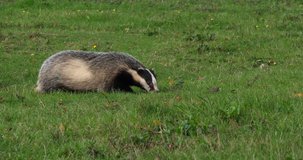 European Badger, meles meles, Adult walking on Grass, Normandy in France, Slow motion 4K