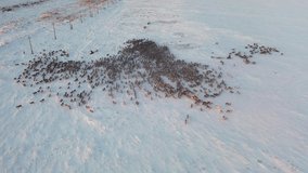 4K video. The extreme north, The reindeer move close to each other, aerial view
