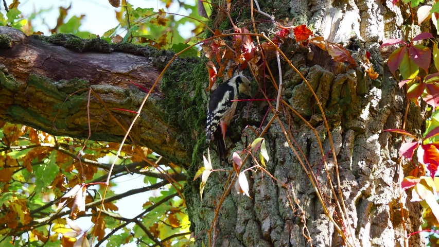 Close-up of middle spotted woodpecker (Dendrocoptes medius) looking for food on the tree bark in forest