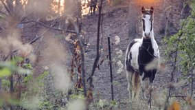 A horse in a forested mountain at sunset. 11.17.2019 - Powered by Shutterstock - Get 15% off with code: PIKWIZARD15