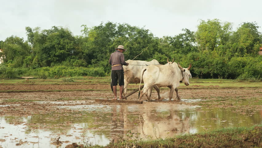 Back View of Farmer Plowing Stock Footage Video (100