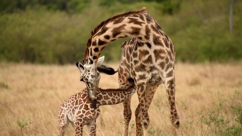 A baby giraffe suckles from its mother in early morning light in Maasai Mara Kenya Africa. 