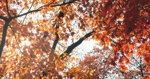 Sunlight flare of Autumn Maple Leaves. Autumn colorful park. Slow Motion 4k