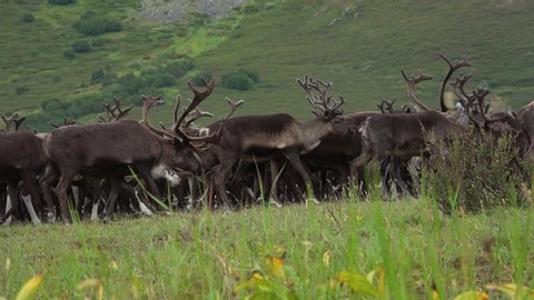 A passing herd of reindeer close-up on an August day. Yamal, Russia  