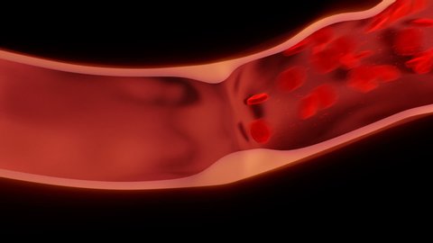 Red Blood Cells moving in the blood stream through the artery. Realistic animation of moving Blood Cells in vein.