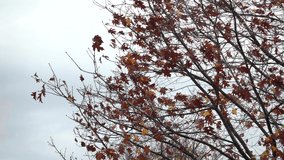 tree in blossom, Autumn colors in italian north countryside, video clip footage