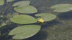 White lily flower in the water with green leaves on a lake - Powered by Shutterstock - Get 15% off with code: PIKWIZARD15