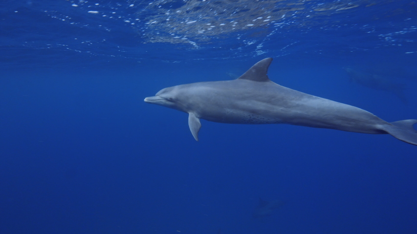 Dolphins underwater in blue sea, aquatic life media | Shutterstock HD Video #1041238771