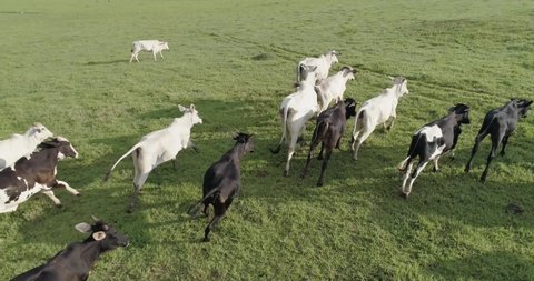 Aerial view of herd nelore cattel on green pasture in Brazil