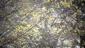 autumn leaves background, autumn colors background, video footage clip