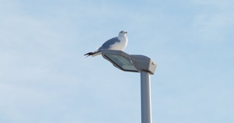 A white sea mew is standing on the streetlight to relax. Enoshima, Japan.