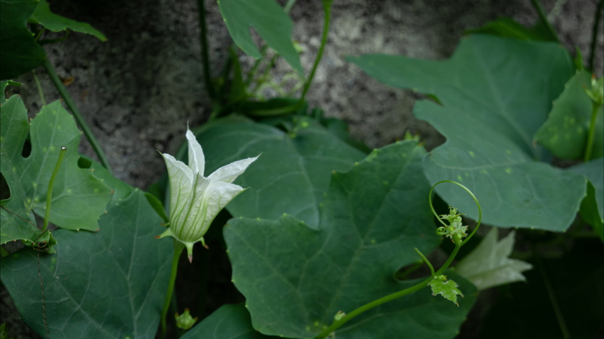 Time Lapse of White flowers are blooming in the morning.