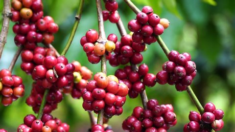 Coffee beans ripening, fresh coffee, red berry branch, industry agriculture on tree in Buon Me Thuot, Dak Lak, Vietnam.
