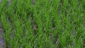 background view new green field healthy rice business. agriculture health farm control plant in spring. industry in indonesia or asia. vegan asian grow vegetable cereal leaf, stem on fertilizer for