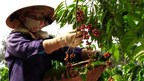 Coffee beans ripening, fresh coffee,red berry branch, industry agriculture on tree in Buon Me Thuot, Dak Lak, Vietnam.