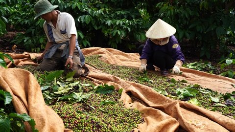 Buon Me Thuot/Dak Lak/Vietnam - 2019: Coffee farmer harvesting coffee cherry
in coffee farm in Buon Me Thuot, Dak Lak, Vietnam.