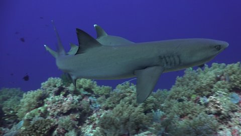 Two white tip reef sharks mating in front of camera
