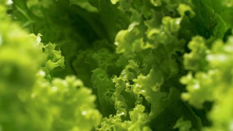 4k closeup footage of camera slowly moving between fresh green lettuce of cabbage leaves. Concept of healthy nutrition and organic food. Perfect background for vegetarian or vegan