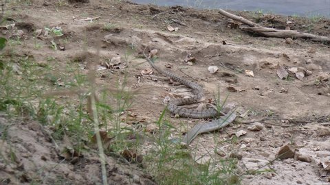 East Godavari , Andhra Pradesh / India - 03 10 2019: Rat Indian snake