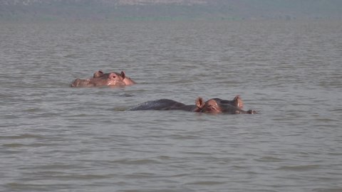 Slow motion of two hippos resting in waters of Lake Chamo in Ethiopia