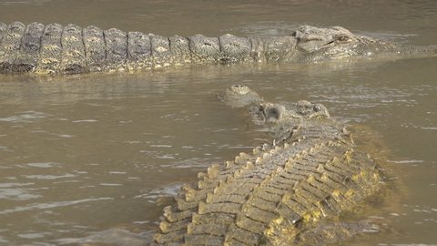 Slow motion of two Nile crocodiles floating in waters of Lake Chamo in Ethiopia
