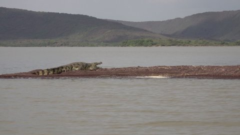 Slow motion of crocodile resting on banks of Lake Chamo in Ethiopia