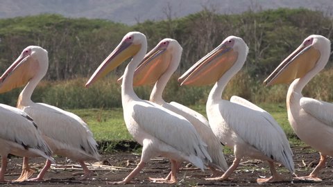 Slow motion of pelicans walking on island in Nechisar national park in Ethiopia, wildlife and nature in Africa