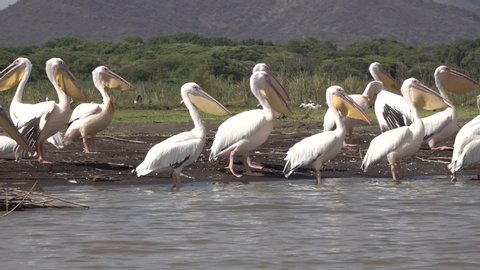 Slow motion of pelicans walking on island in Nechisar national park in Ethiopia
