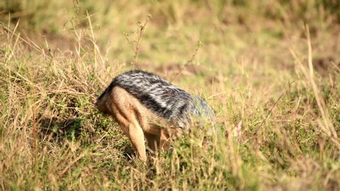 The black-backed jackal is a canid native to two areas of Africa, separated by roughly 900 km. 