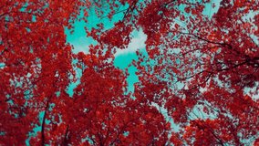 Autumn Leaves Swirl. A spinning view of fall colors. Vertigo, Dizzy. Colorful fall trees blurred in a circle by turning the camera during. Hallucination and nausea. Autumn depression. Toned video.