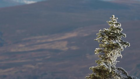 environmental landscape/scenic pan of frozen small pine tree on mountain slope to larger view of surroundings during November in Scotland.
