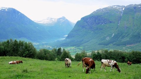 Curious brown and white dairy milk cows grazing on grass in a mountainside tree lined pasture on a farm in Norway, with a valley and mountains in the background on a cloudy day.