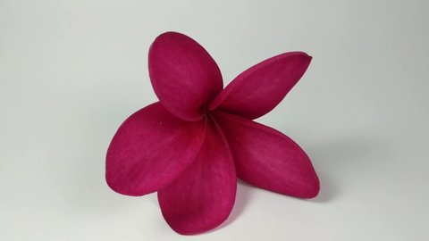 Red frangipani flower (Plumeria rubra) that sways in the wind in an isolated place with white