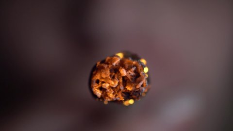 Macro and Slow Motion of a Burning Cannabis Joint