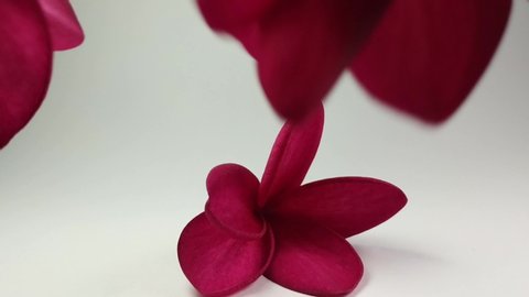 Red frangipani flowers (Plumeria Rubra) are made to dance spinning like ballet dancers in a studio isolated in white. the flowers are made to move and seem like life