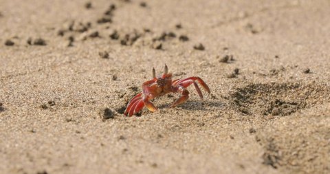 Ghost crab in the sand suddenly disappearing retreating into a hole