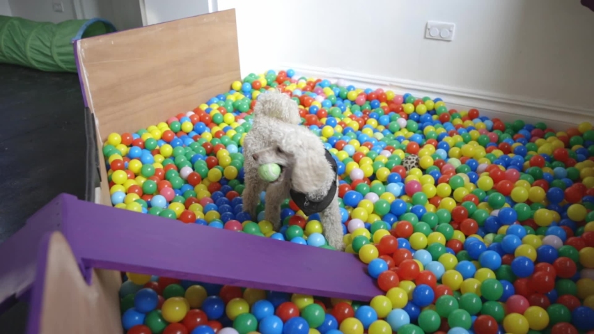 dog ball pool