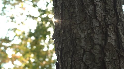 Sun rays shine through the surface of the bark of an old tree as the camera moves along the trunk
