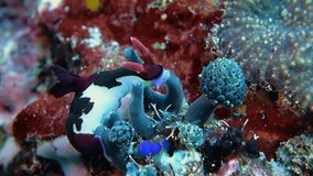 Close-up. Chamberlain's nembrotha sits on a blue sea sponge and eats it. Philippines. Sabang.