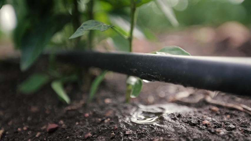 Water dripping on the drip irrigation system used on a farm and saves water with the drop by drop system-the focus moves from the pipe to the soil. | Shutterstock HD Video #1041326011