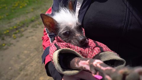 Beautiful and cute little dog is lying on owner's hands. A dog in a red jumpsuit, with black eyes and an outstretched foot. Dog looks around with interest. Chinese crested dog.