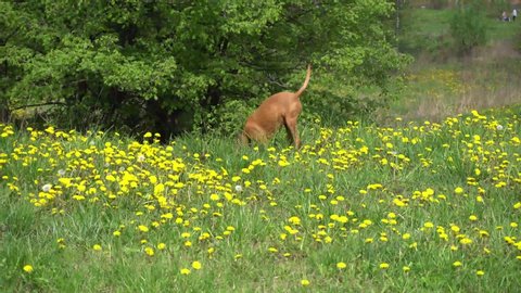 A red-haired hunting dog with a collar digs ground in search of something interesting, surrounded by green grass and yellow dandelions. Slow-motion video. 