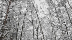Winter forest during a snowfall, slow motion