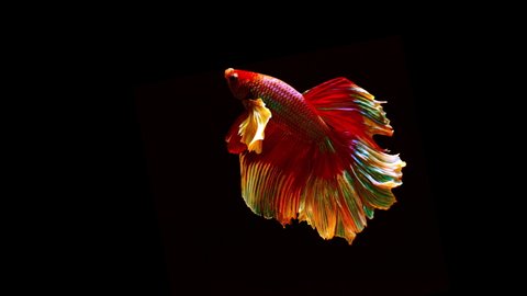 Slow motion of Betta fish, siamese fighting fish isolated on Black background.