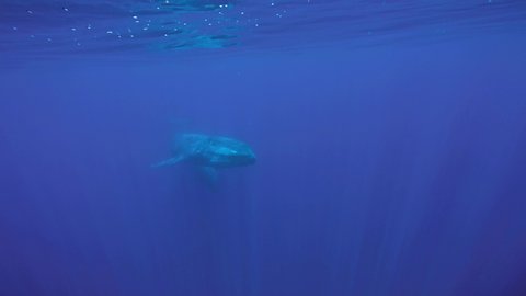 Slow motion. Two Blue Whales mother and baby slowly swim in blue water in the morning sunrays.  Blue whale (Balaenoptera musculus), Indian ocean, Sri Lanka.  