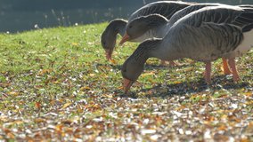 Funny gray geese eat grass in the yard in early autumn. Fallen leaves on green grass - Powered by Shutterstock - Get 15% off with code: PIKWIZARD15