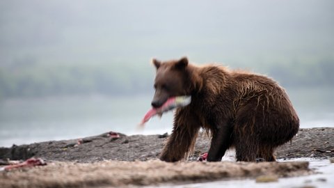 Perfect Scenery of Terrible and hungry Brown Bears of Kamchatka Peninsula In Russia That Plays and Enjoy In The River Ashore