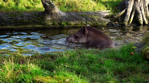 Lowland Tapir Splashing In Water, Critically Endangered Mammal 4K.